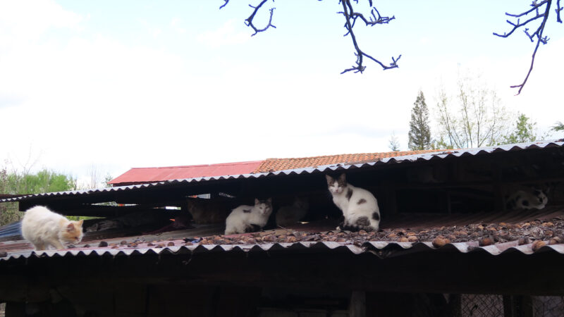 How to Stop Feral Cats Breeding On Your Property